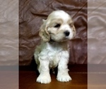 Small Photo #6 Cocker Spaniel Puppy For Sale in TERRY, MS, USA