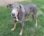 Small #1 Doberman Pinscher