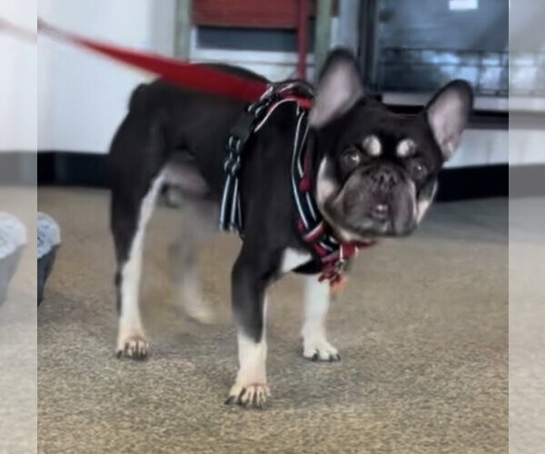 Medium Photo #2 French Bulldog Puppy For Sale in St. Louis Park, MN, USA