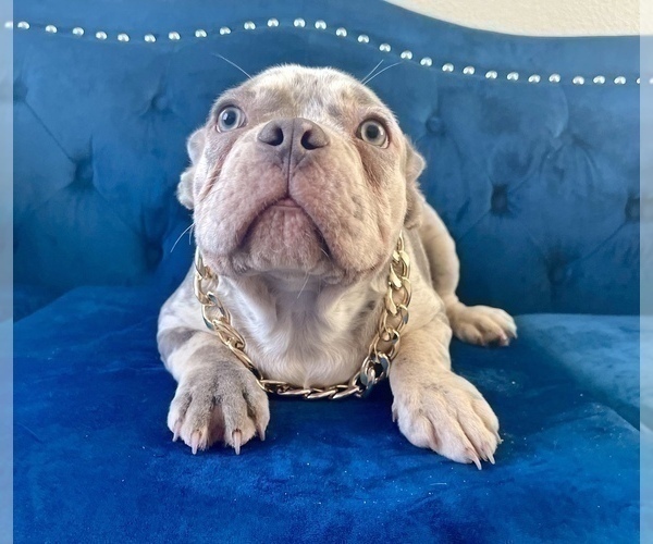 Medium Photo #4 French Bulldog Puppy For Sale in COLORADO SPRINGS, CO, USA