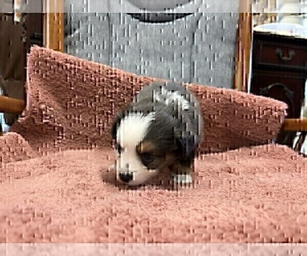 Medium Photo #3 Australian Shepherd Puppy For Sale in AUBURN, IN, USA