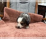 Small #2 Australian Shepherd