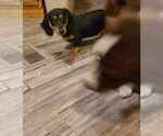 Small Photo #6 Dachshund Puppy For Sale in TROY, PA, USA