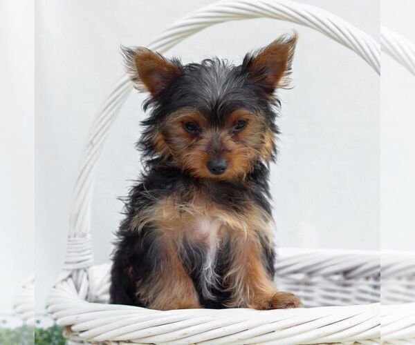 Medium Photo #1 Yorkshire Terrier Puppy For Sale in REINHOLDS, PA, USA