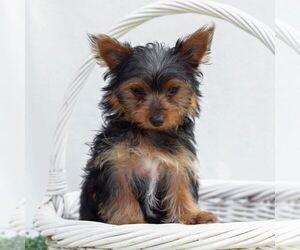 Yorkshire Terrier Puppy for Sale in REINHOLDS, Pennsylvania USA