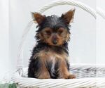 Small Yorkshire Terrier