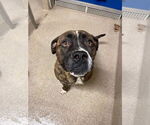 Small #10 American Pit Bull Terrier