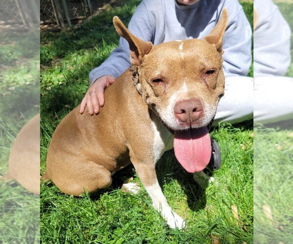 Medium Photo #6 American Staffordshire Terrier Puppy For Sale in Westminster, MD, USA