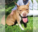 Small #5 American Staffordshire Terrier