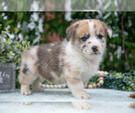 Small Photo #26 Pembroke Welsh Corgi Puppy For Sale in NEW CONCORD, OH, USA