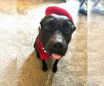 Small #6 Labrador Retriever Mix