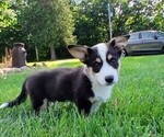 Small #1 Pembroke Welsh Corgi