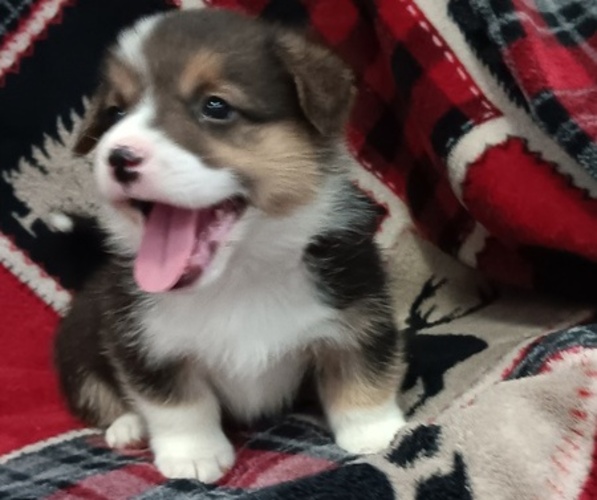 Medium Photo #5 Welsh Cardigan Corgi Puppy For Sale in NEWAYGO, MI, USA