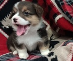 Puppy Chase Welsh Cardigan Corgi