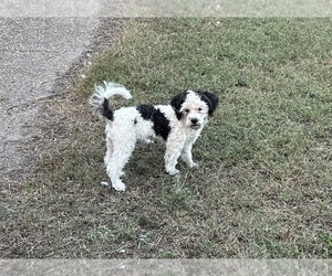 Shih-Poo Puppy for Sale in GLOUCESTER, Virginia USA