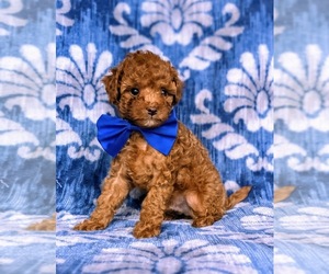 Cavapoo-Poodle (Toy) Mix Puppy for sale in KIRKWOOD, PA, USA