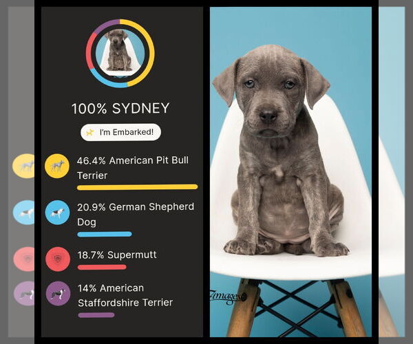 Medium Photo #6 American Pit Bull Terrier-German Shepherd Dog Mix Puppy For Sale in Tampa, FL, USA