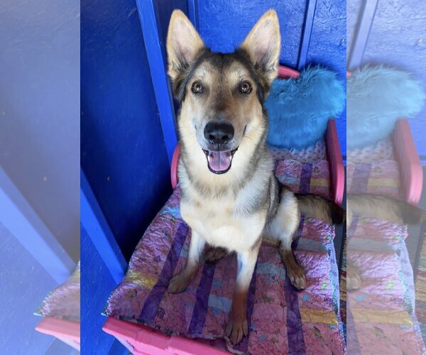 Medium Photo #3 German Shepherd Dog-Huskies  Mix Puppy For Sale in Queen Creek, AZ, USA