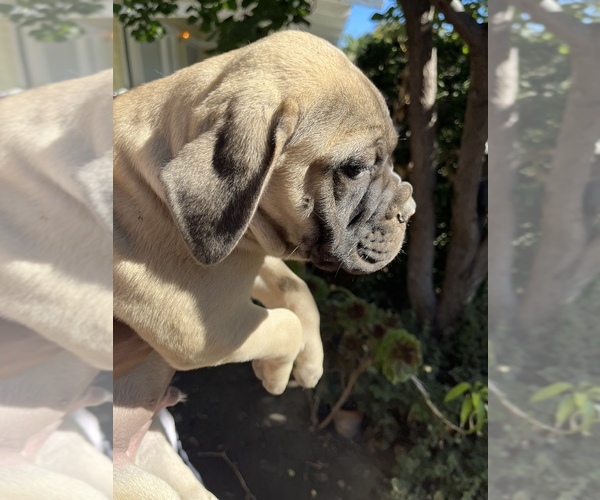 Medium Photo #63 Bullmastiff Puppy For Sale in LOS ANGELES, CA, USA