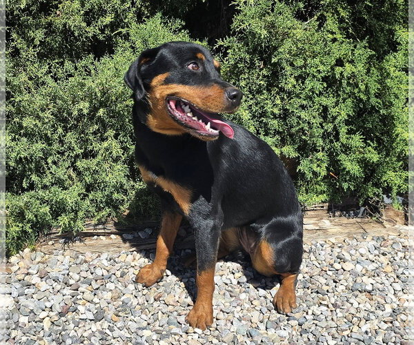 Medium Photo #3 Rottweiler Puppy For Sale in Albuquerque, NM, USA