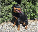 Small Photo #3 Rottweiler Puppy For Sale in Albuquerque, NM, USA