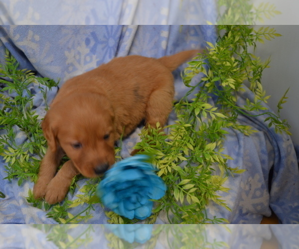 Medium Photo #3 Golden Retriever Puppy For Sale in GREENWOOD, WI, USA