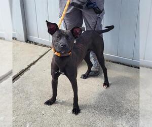 Labrador Retriever-Unknown Mix Dogs for adoption in Louisville, KY, USA