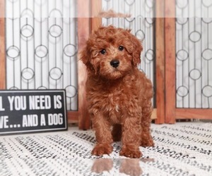 Cavapoo Puppy for sale in NAPLES, FL, USA