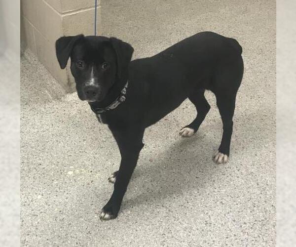 Medium Photo #1 Labrador Retriever-Unknown Mix Puppy For Sale in Conroe, TX, USA