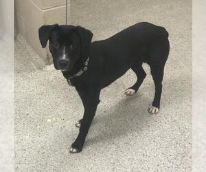 Labrador Retriever-Unknown Mix Dogs for adoption in Conroe, TX, USA