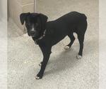 Small Labrador Retriever Mix