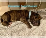 Puppy Cinnamon Toast Great Dane