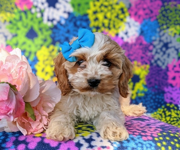 Medium Photo #6 Cocker Spaniel-Poodle (Miniature) Mix Puppy For Sale in NOTTINGHAM, PA, USA
