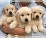 Small Photo #6 Golden Retriever Puppy For Sale in STELLA, NC, USA
