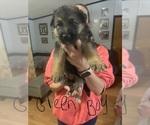 Small Photo #9 German Shepherd Dog Puppy For Sale in RUSTBURG, VA, USA