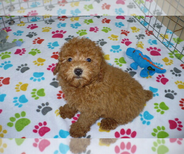 Medium Photo #2 Poodle (Miniature) Puppy For Sale in ORO VALLEY, AZ, USA