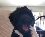 Small Photo #4 Labradoodle Puppy For Sale in FORNEY, TX, USA