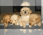Small Photo #10 Golden Retriever Puppy For Sale in VERMONTVILLE, MI, USA