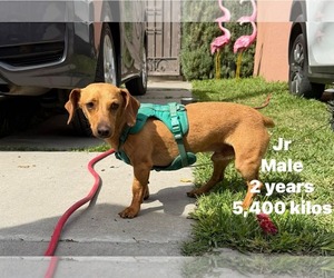 Dachshund Dogs for adoption in Crystal, MN, USA