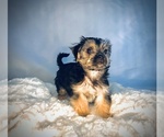 Small #8 Morkie