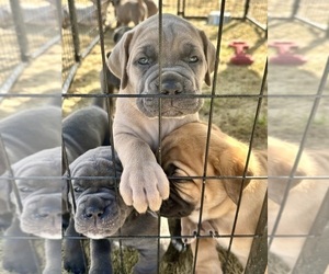 Cane Corso Puppy for Sale in CHESAPEAKE, Virginia USA