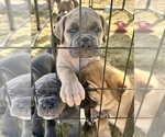 Small Photo #1 Cane Corso Puppy For Sale in CHESAPEAKE, VA, USA