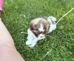 Small #1 Bichon Frise-La-Chon Mix