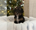 Small Photo #8 Bernedoodle Puppy For Sale in REYNOLDSBURG, OH, USA