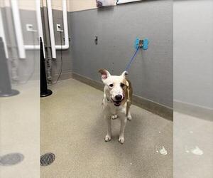 American Pit Bull Terrier-Unknown Mix Dogs for adoption in Las Vegas, NV, USA