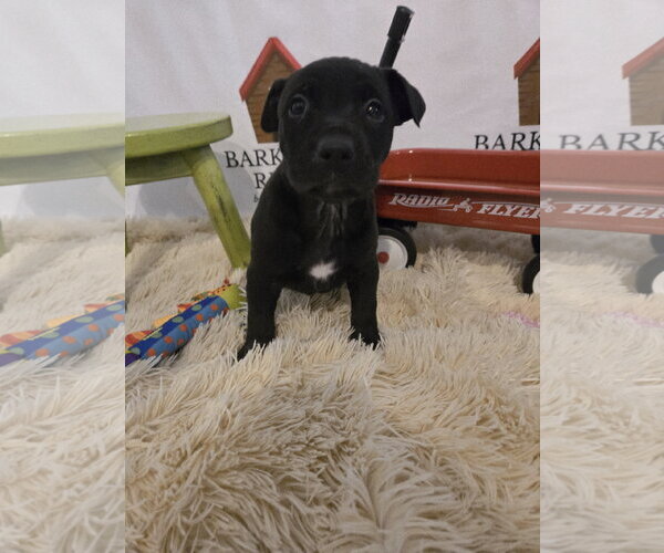 Medium Photo #2 American Staffordshire Terrier-Unknown Mix Puppy For Sale in Bardstown, KY, USA