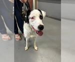Small Mutt