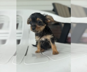 YorkiePoo Puppy for sale in BREMEN, IN, USA