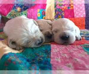 English Cream Golden Retriever Puppy for sale in ROME, PA, USA