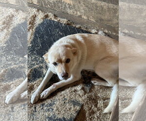 Izzy - Female Labrador Retriever-Unknown Mix Dog for Adoption - Photo #2